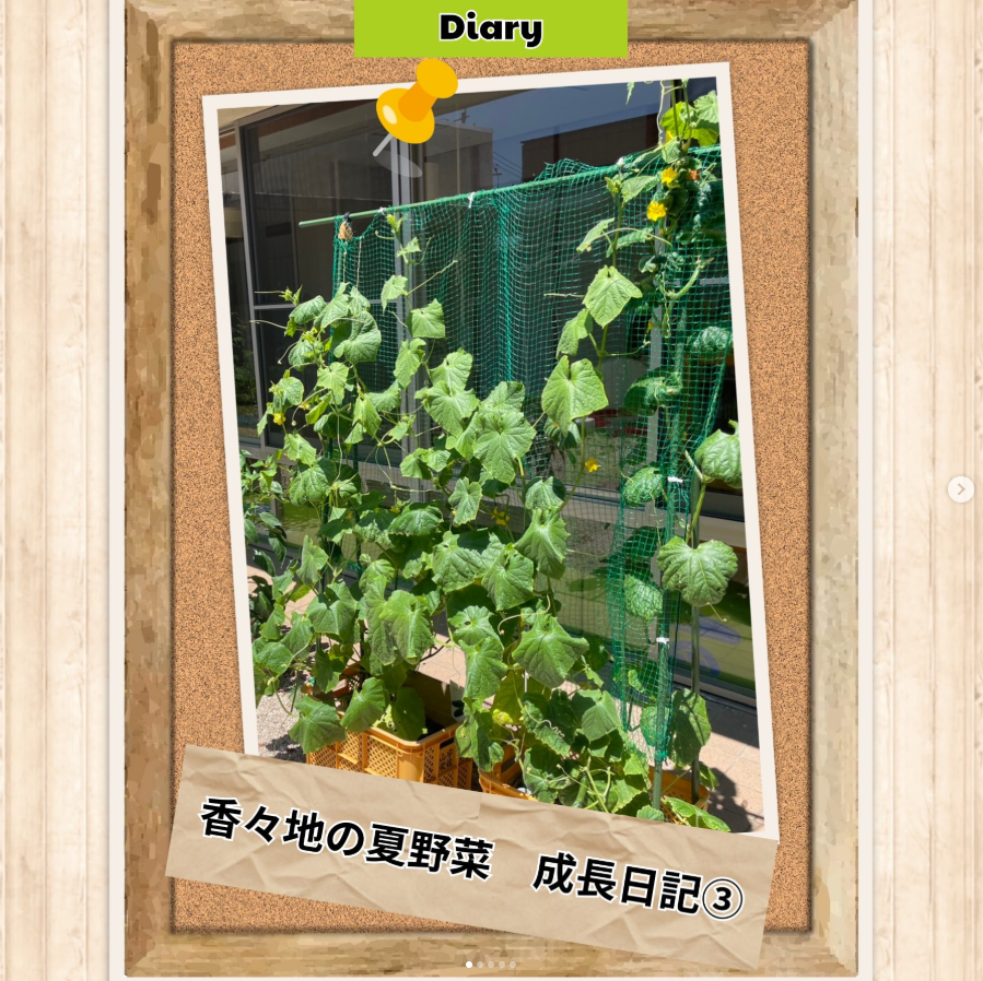 🌱香々地の夏野菜🫑成長日記③🌱