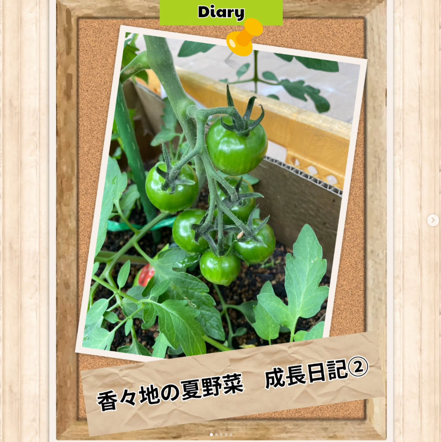 香々地の夏野菜🥒成長日記②
