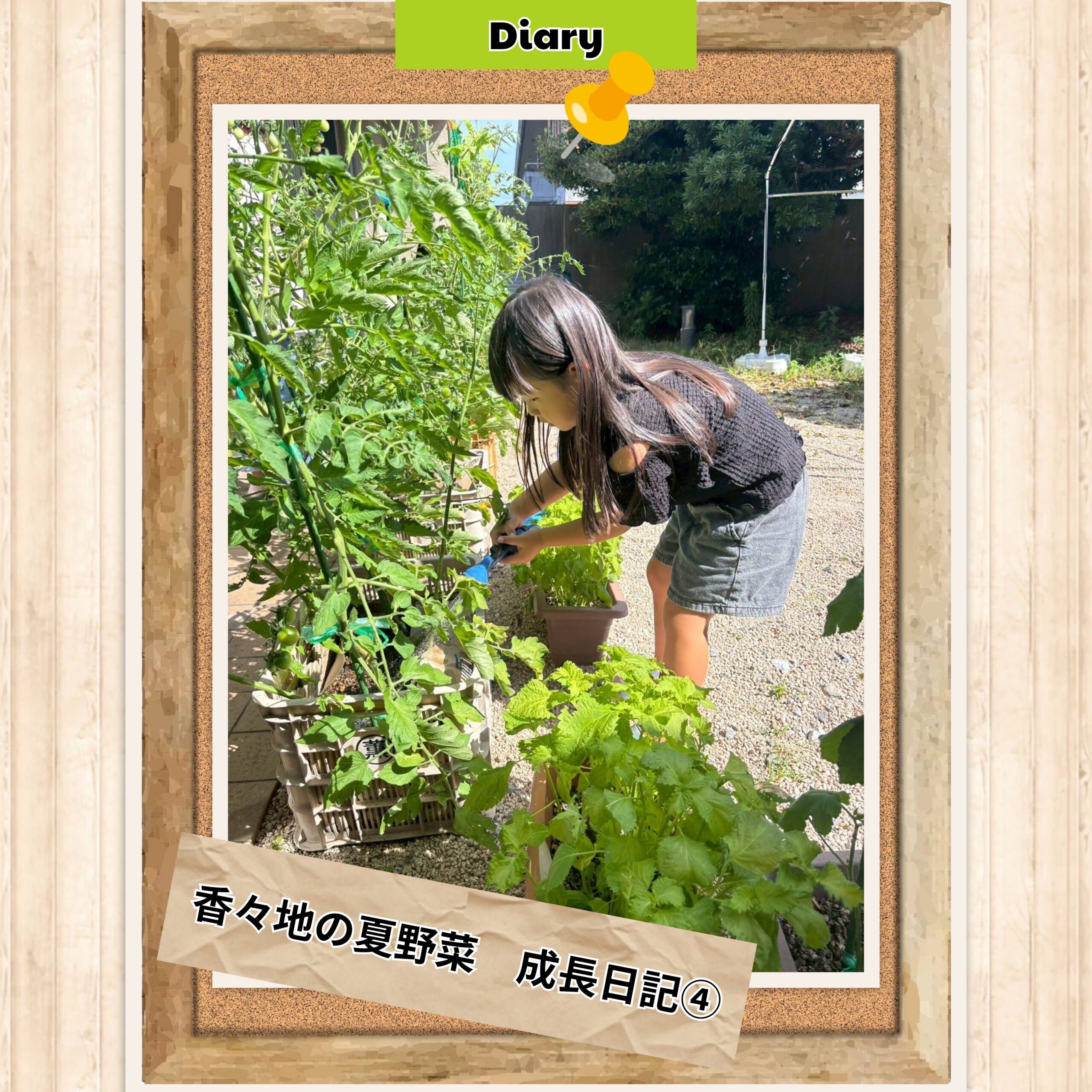 香々地の夏野菜成長日記④